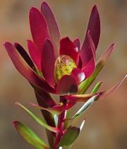 Wholesale Flowers | Leucadendron- Safari