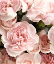 Carnations, Mini-light Pink