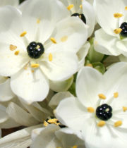 Ivory Coast Lily-white