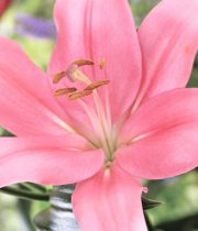 Lily L.A. Hybrid-light Pink