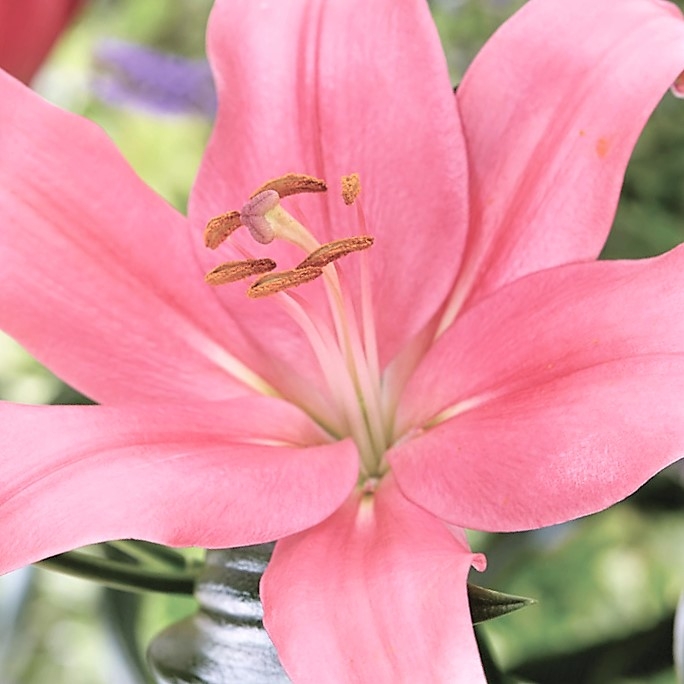 Lily L.A. Hybrid-light pink