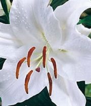Lily Oriental-white