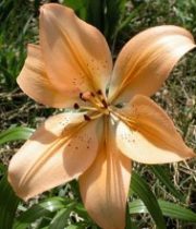 Lily L.A. Hybrid-peach