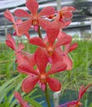 Orchid, Mokara-red