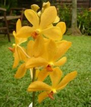 Orchid, Mokara-yellow