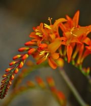 Montbretia Flower-orange