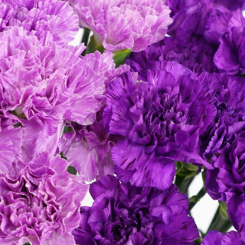 wholesale moon-carnations-purple