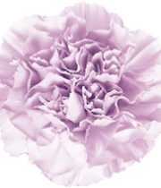 Carnations, Moonaqua-lavender