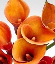 Callas, Mini-orange