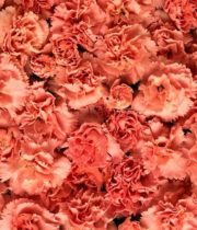 Carnations-orange