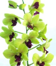Orchid, Dendrobium-green