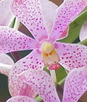 Orchid, Mokara-light Pink