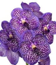 Orchid, Vanda Single Stem-purple
