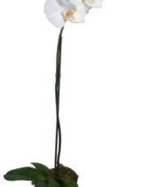 Phalaenopsis Orchid Plant, 5″ Single (case Of 18)