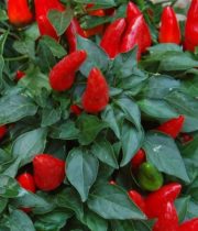 Peppers, Ornamental-red