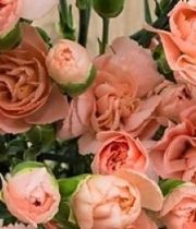 Carnations, Mini-peach
