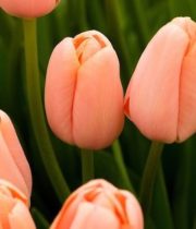 Tulips, Greenhouse-peach