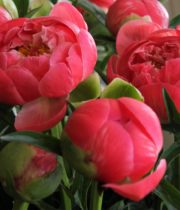 Peony-apricot/coral (import)