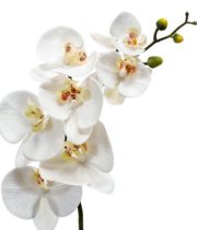 Phalaenopsis Spray-white/yellow