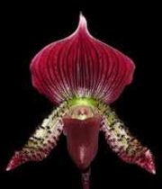 Orchid, Lady Slipper-burgundy