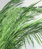 Pheonix Palm Leaves