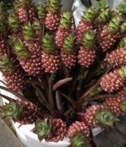 Pineapple, Ornamental-mini-red
