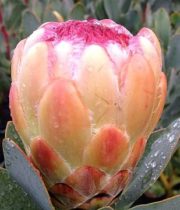 Protea, Peach Grandicolor