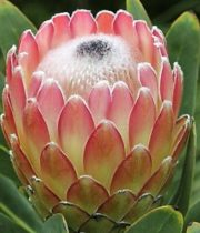 Protea, Susara-pink
