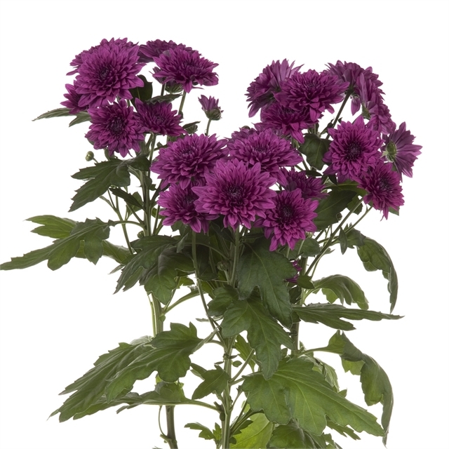 Purple Cushion Spray Mums - Florabundance Wholesale Flowers