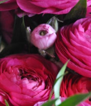 Ranunculus, Elegance-hot Pink