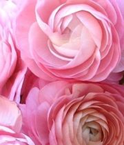 Ranunculus, Elegance-light Pink