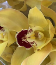 Orchid, Cymbidium, Large-yellow