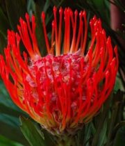 Protea, Pincushion-red