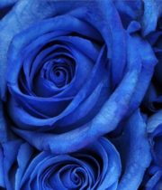 Rose, Tinted Blue-SA