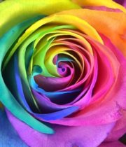 Rainbow Tinted Roses, SA