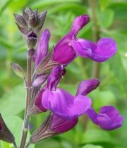 Salvia-purple