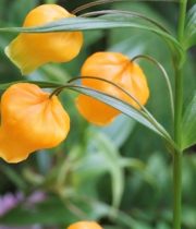 Sandersonia-orange