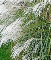 Silver Feather Grass