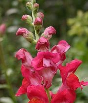 Snapdragons-red
