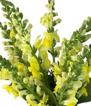 Snapdragons-yellow
