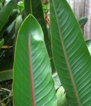 Birds Of Paradise Leaves