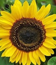 Sunflowers, Sunbright-yellow (regular)