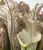 Saracena, Swamp Lily-white/brown