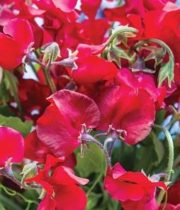 Sweet Peas, Domestic-red