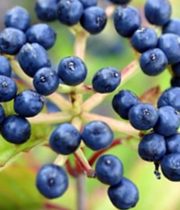 Viburnum, Blueberry-navy/blue
