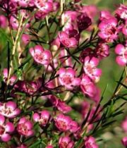 Waxflower-hot Pink