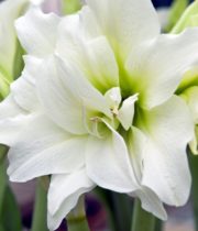 Amaryllis-white