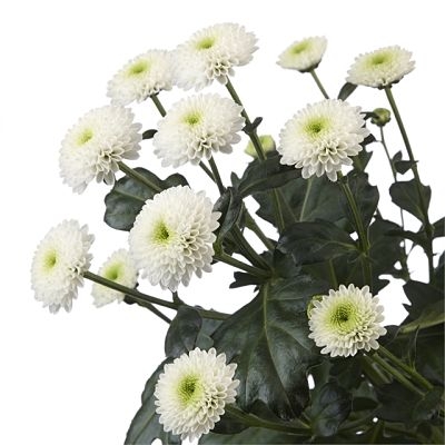 24 Chrysanthemum Spray White pack of 12 