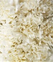 Carnations-white