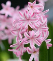 Hyacinth-light Pink